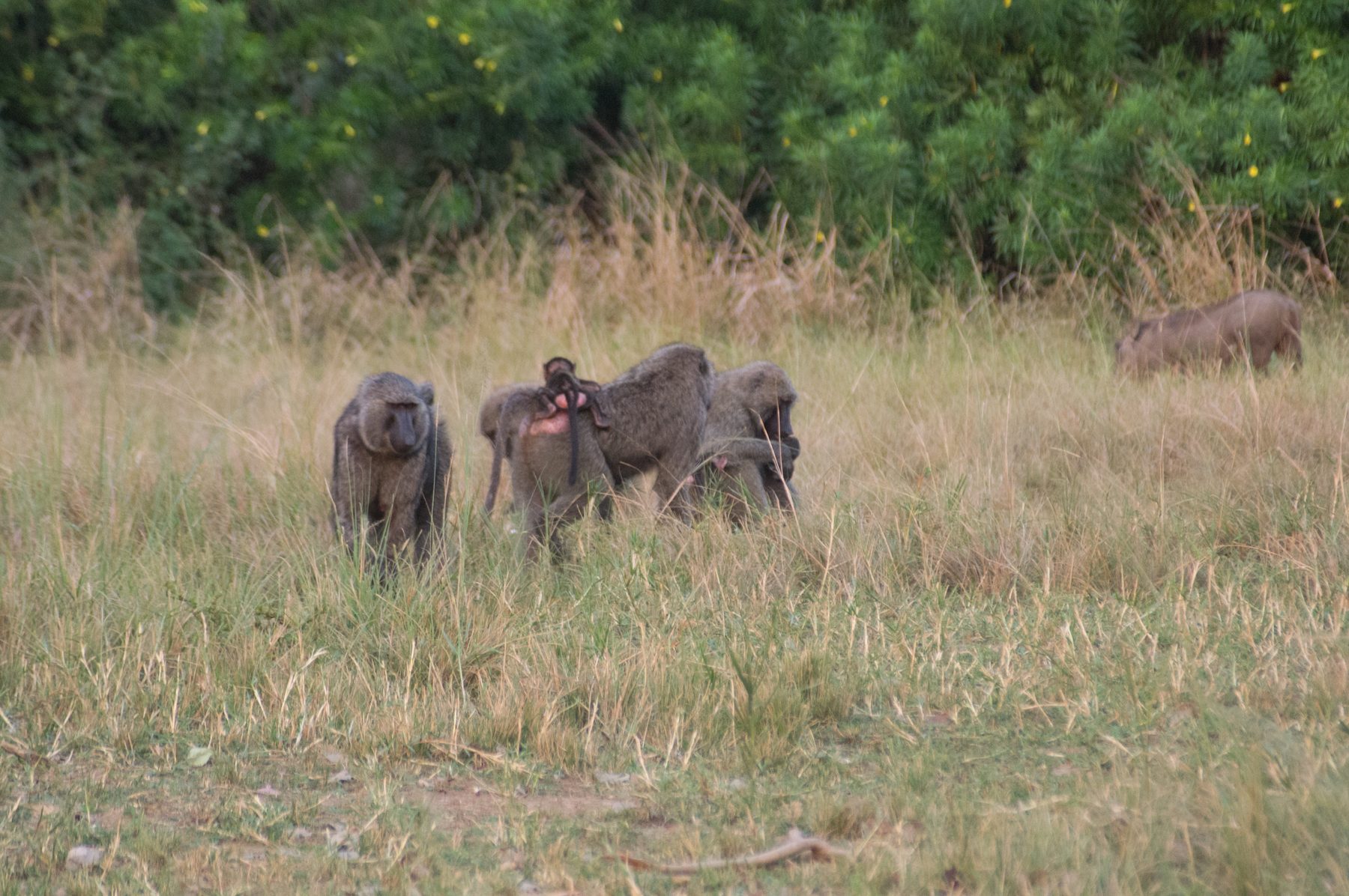 Troop of baboons moving through dry grassland in northern Uganda