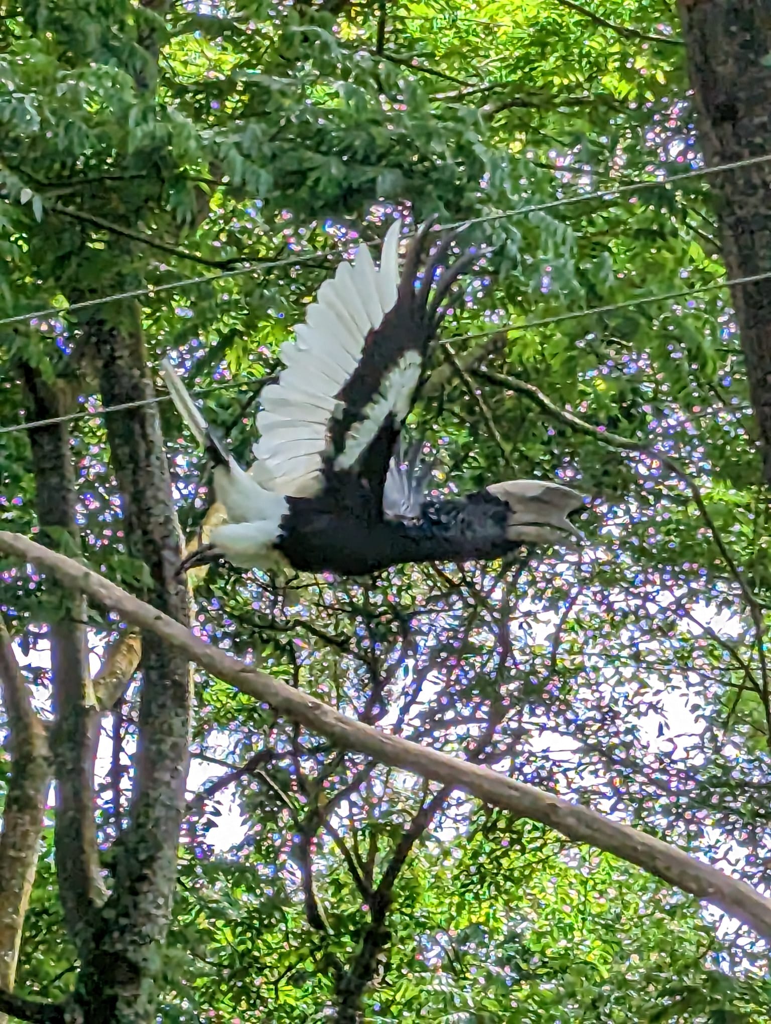 Black and White Casqued Hornbill in full flight through forest canopy
