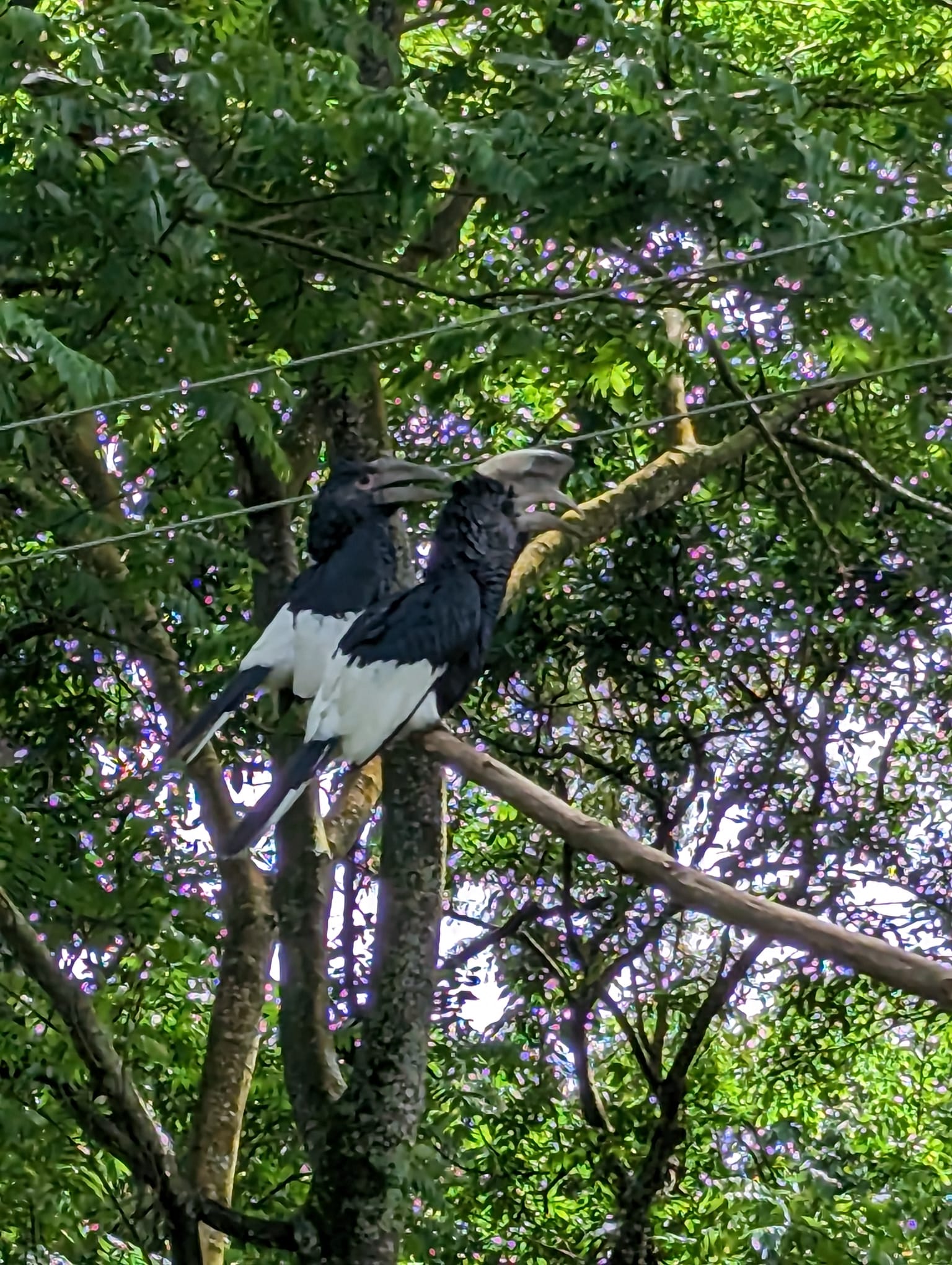 Black and White Casqued Hornbill pair perched on a branch in the forest canopy