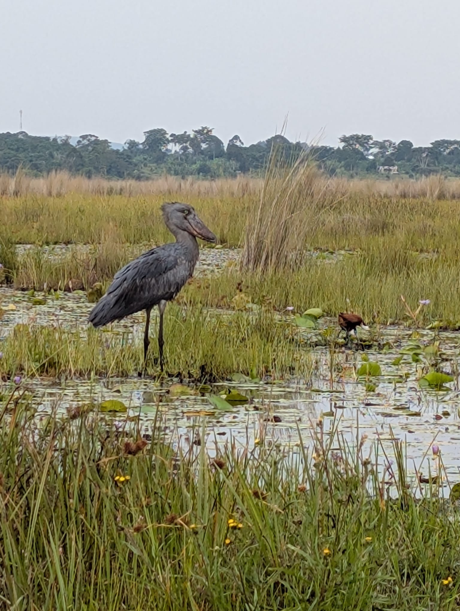 Shoebill standing in the Nile wetlands, surrounded by reeds and lily pads