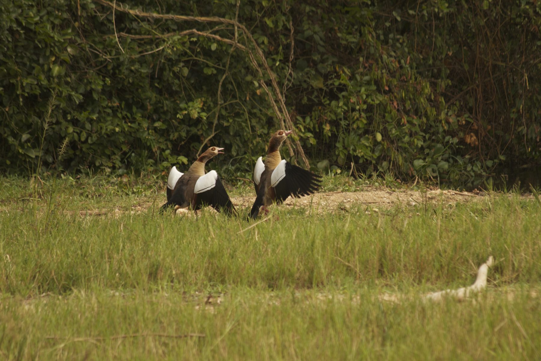 Pair of Egyptian geese with wings spread on a grassy riverbank, Murchison Falls National Park
