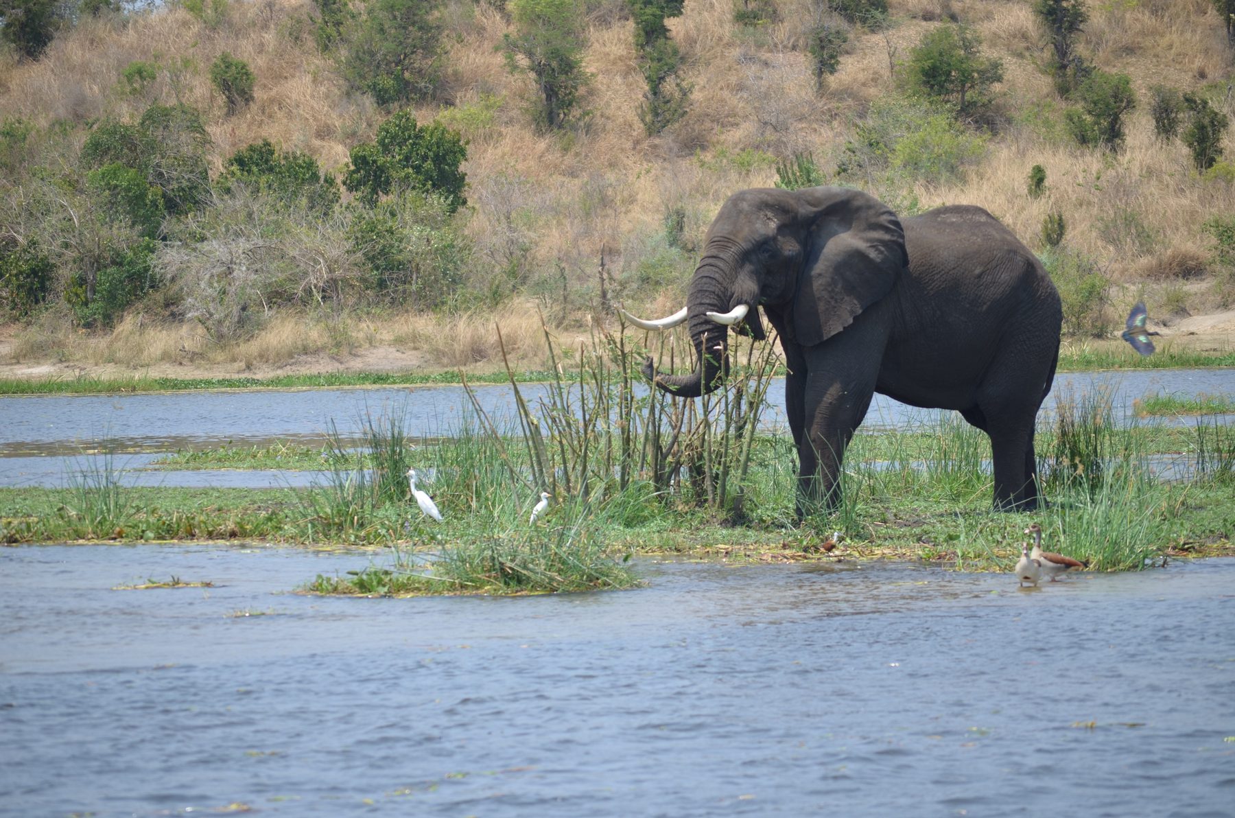 Elephant at the water's edge with egrets in the shallows, Murchison Falls National Park