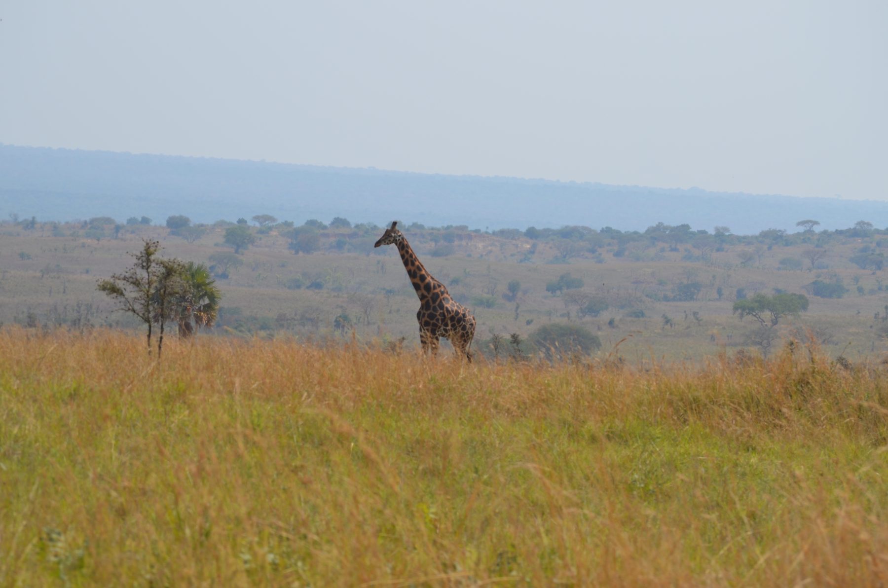 Lone giraffe standing in golden savannah grassland, Murchison Falls National Park