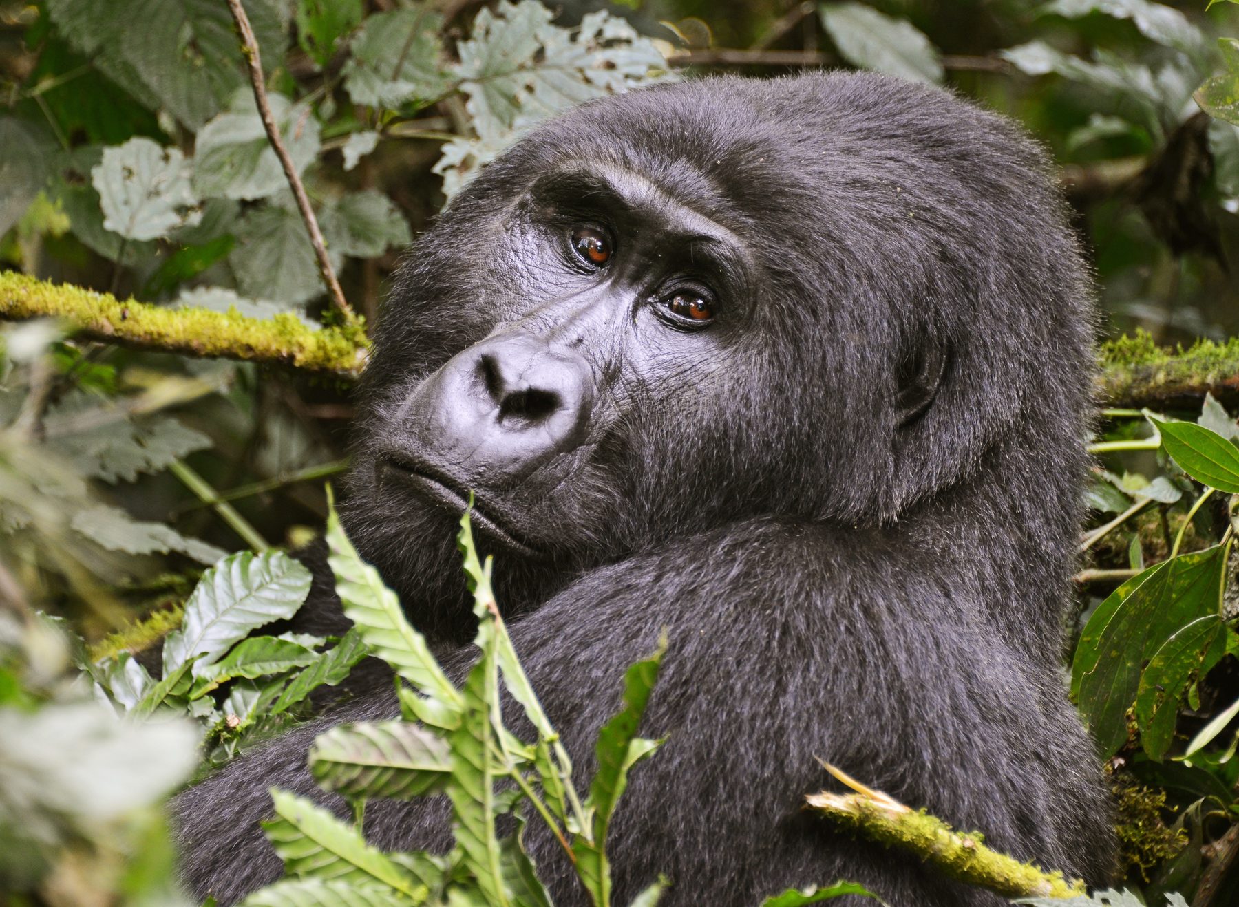 Close portrait of a mountain gorilla in Bwindi Impenetrable Forest