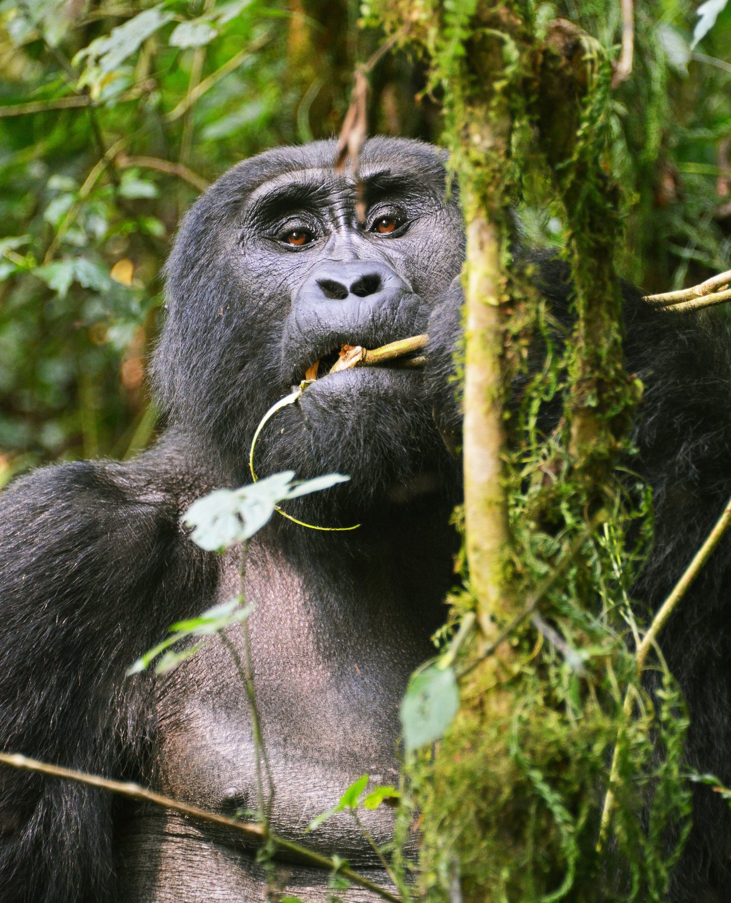 Mountain gorilla feeding on a vine in Bwindi Impenetrable Forest, looking directly at the camera