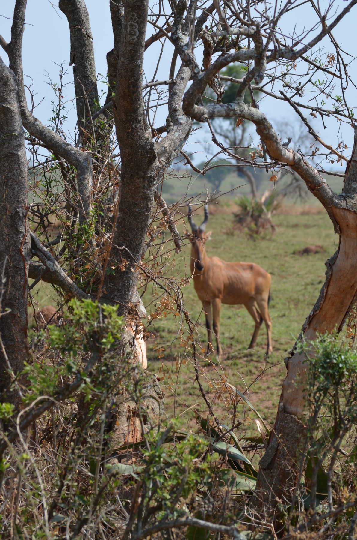 Jackson's hartebeest standing between trees, Murchison Falls National Park