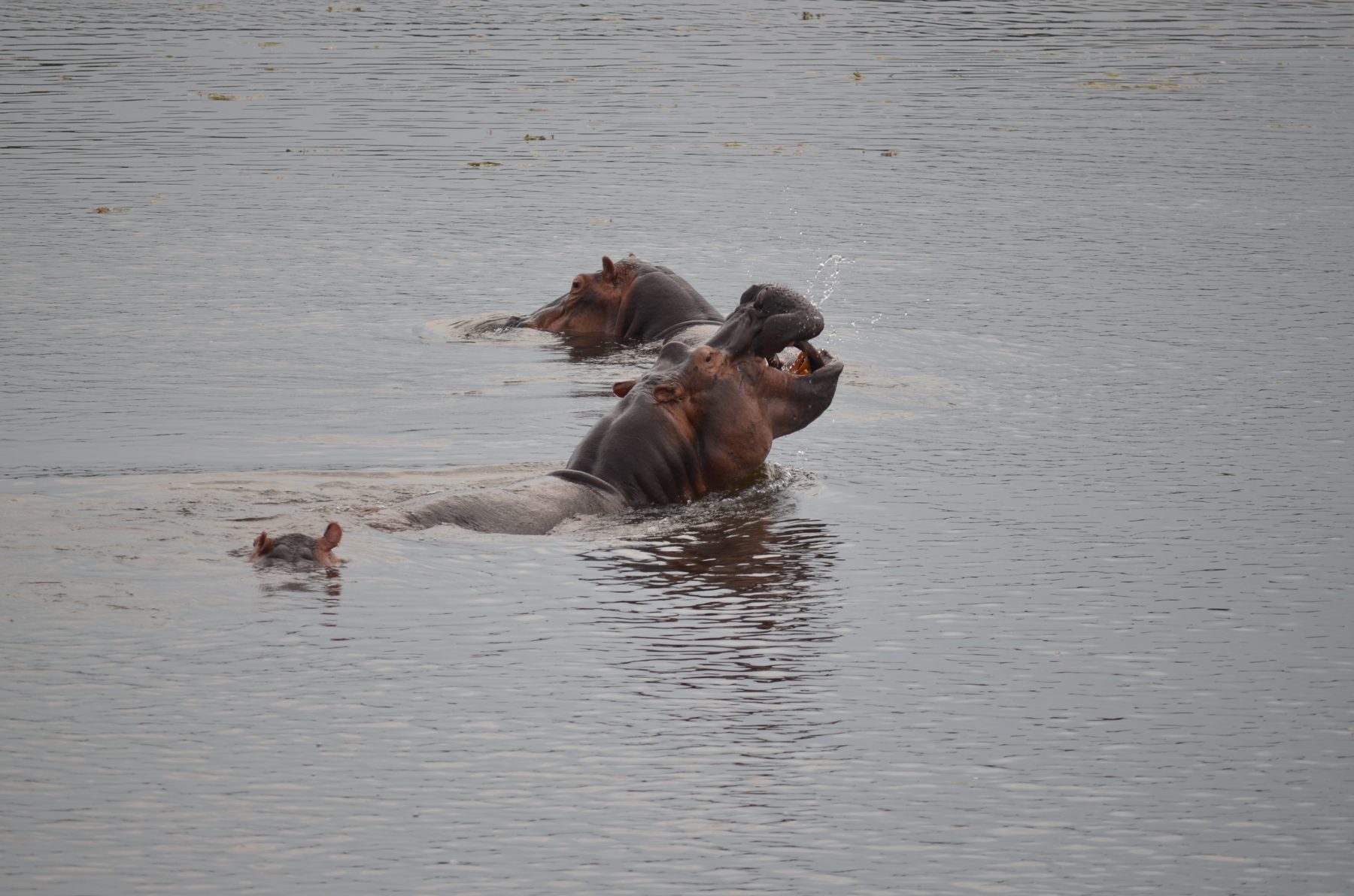 Pod of hippos in the shallows of the Nile at Murchison Falls