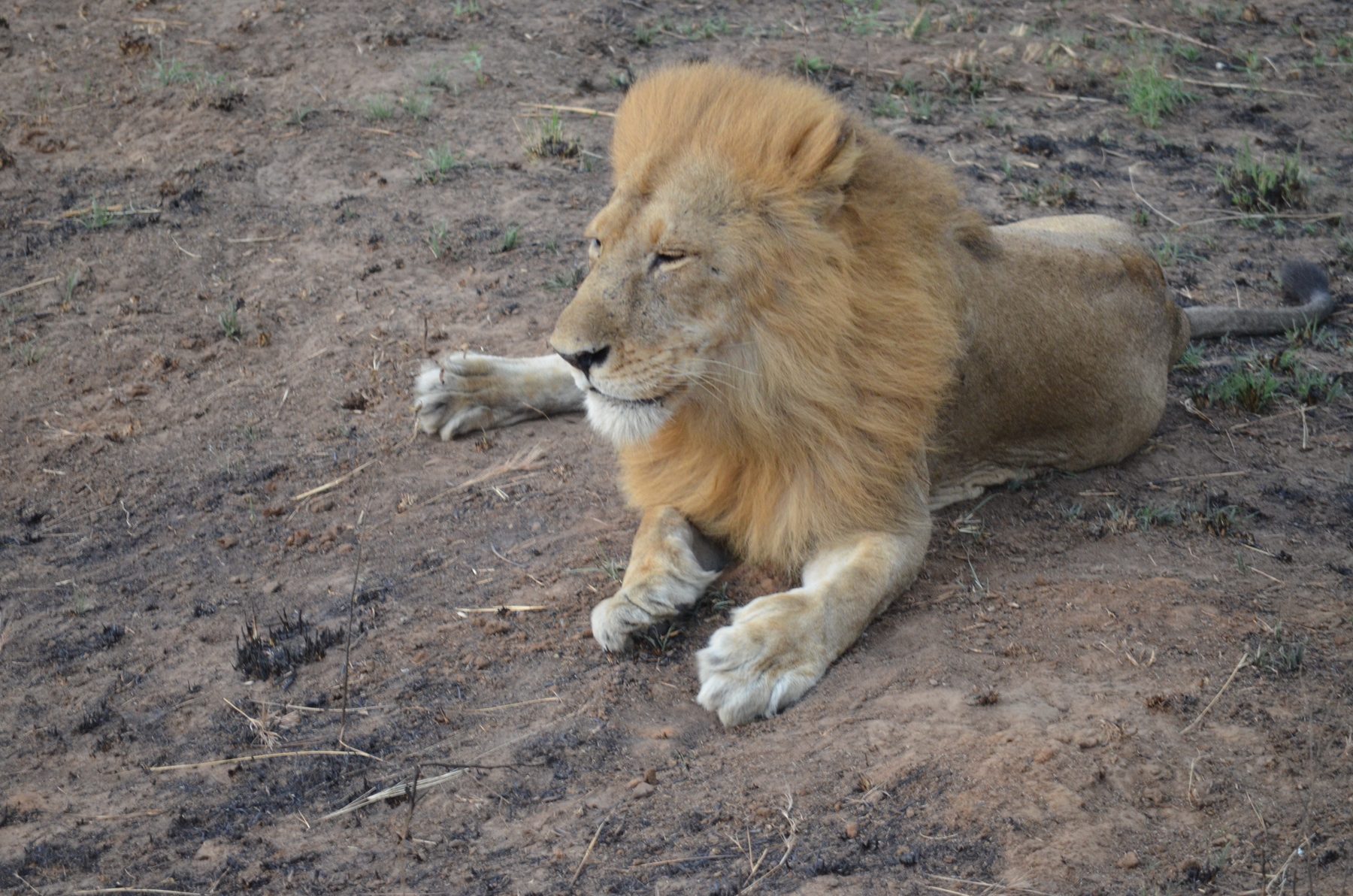 Male lion with a full mane resting on open ground, Uganda