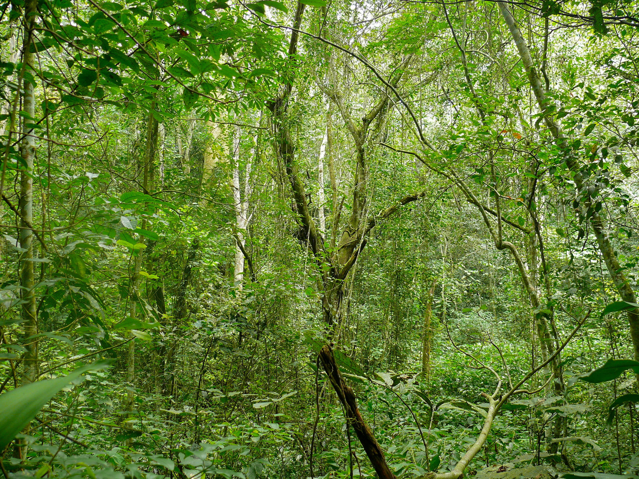 Dense Mabira Forest understorey — vines and ancient trees