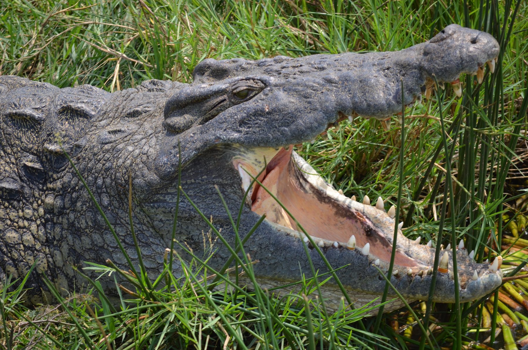 Nile crocodile on the riverbank with its jaws wide open, below Murchison Falls