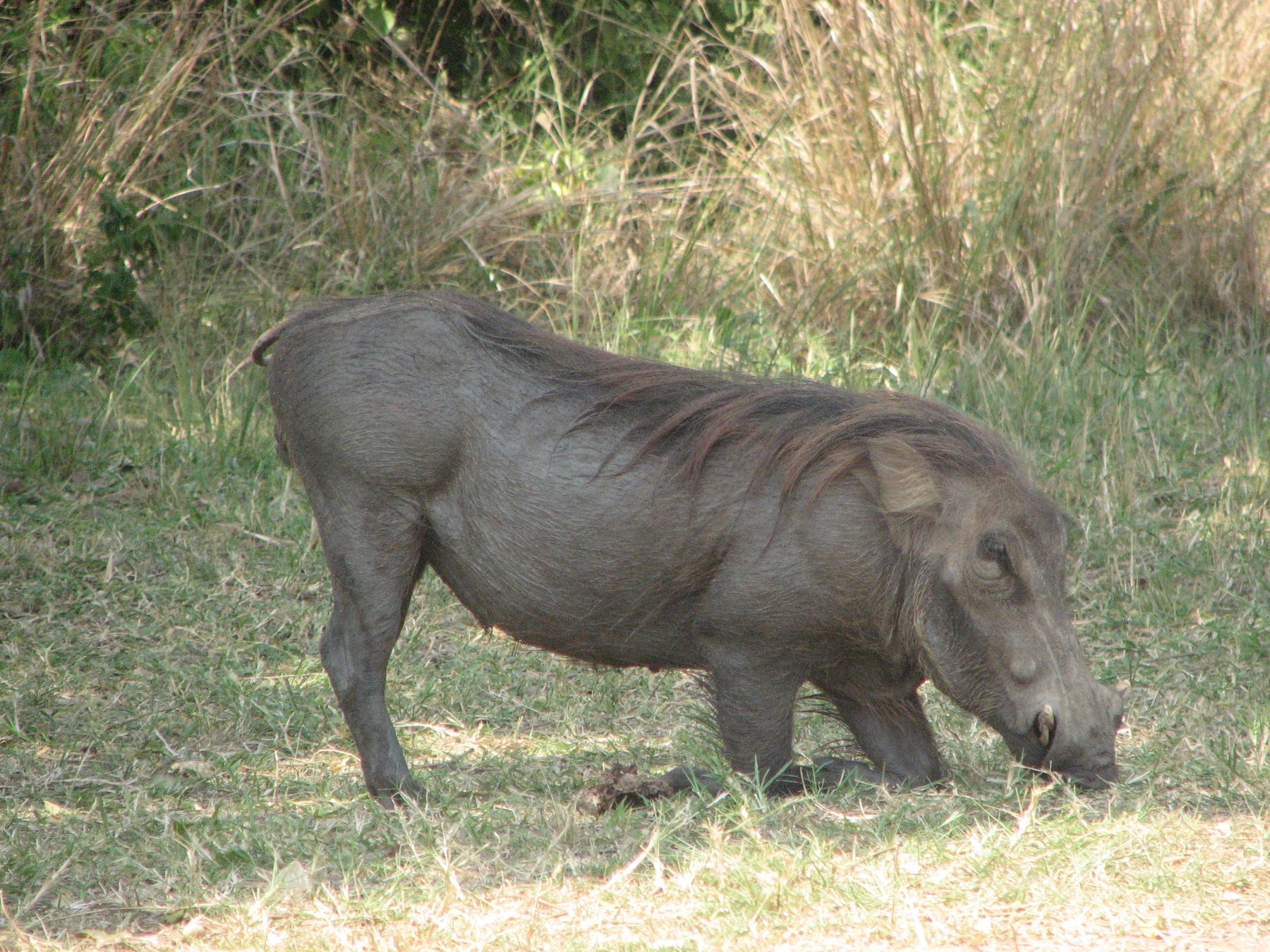 Warthog walking through dry grass