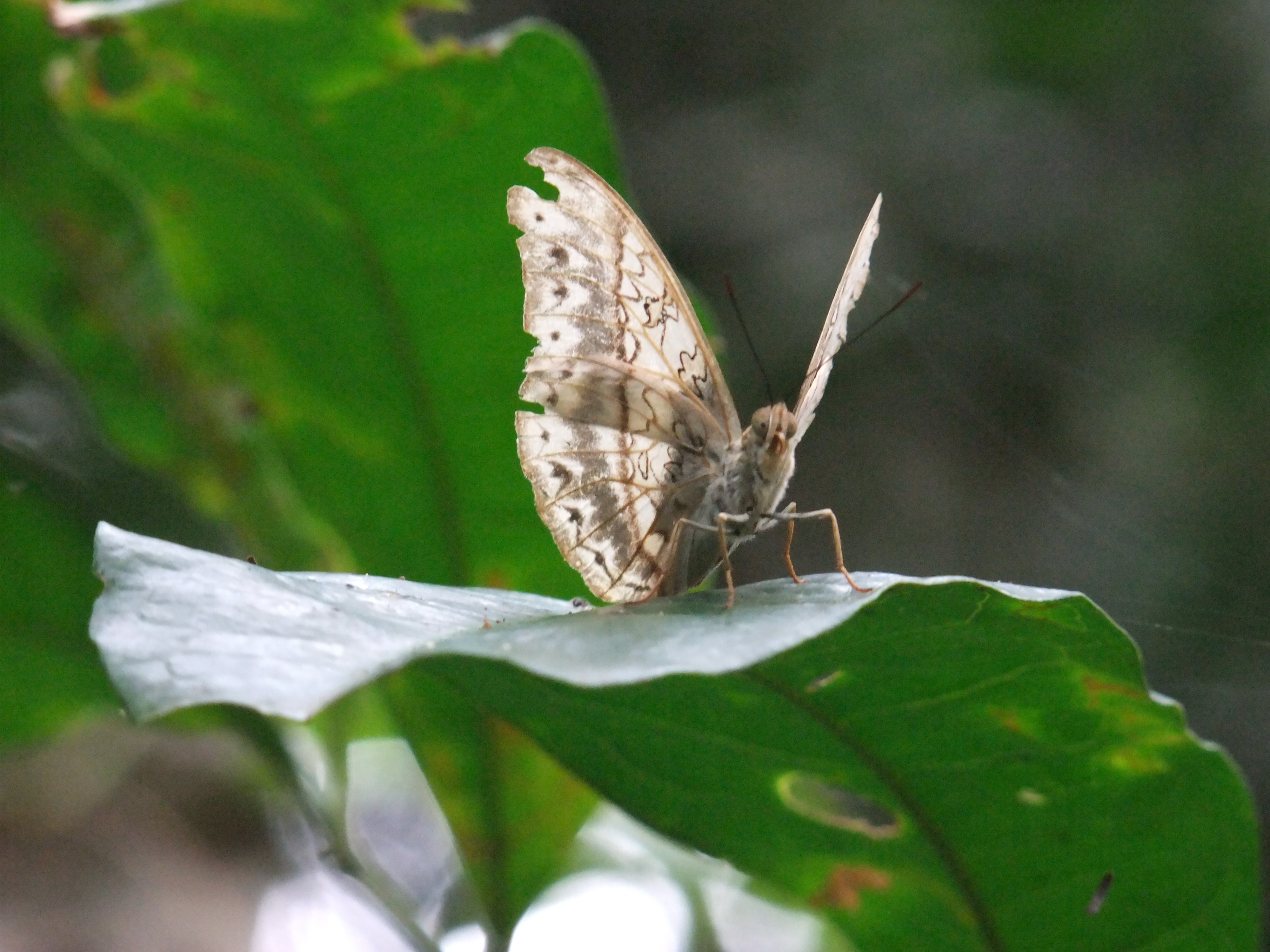 Butterfly on a leaf in Mabira Forest, Uganda