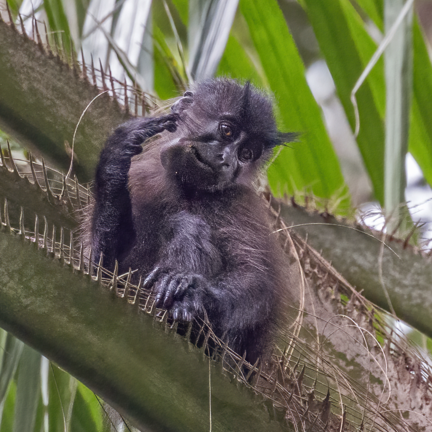 Grey-cheeked mangabey in the forest canopy, Mabira